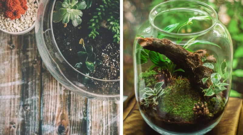 Terrarium aperto